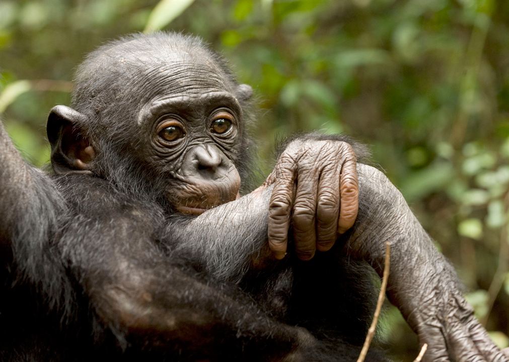 Benny - Allein im Wald : Bild Alain Tixier