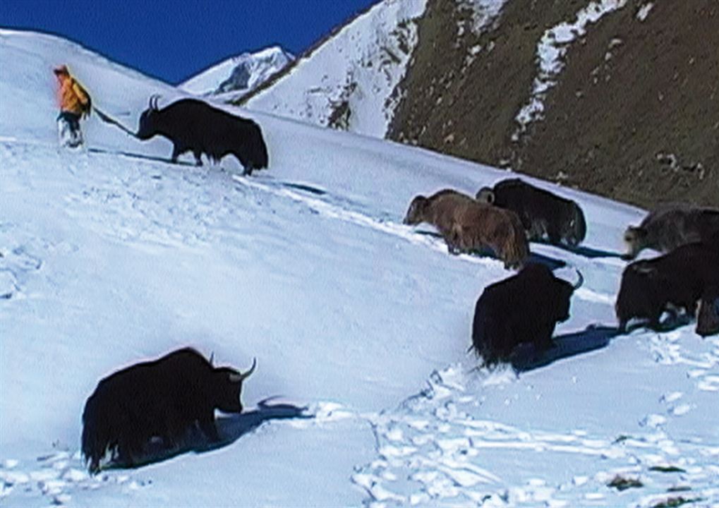Journey from Zanskar : Bild