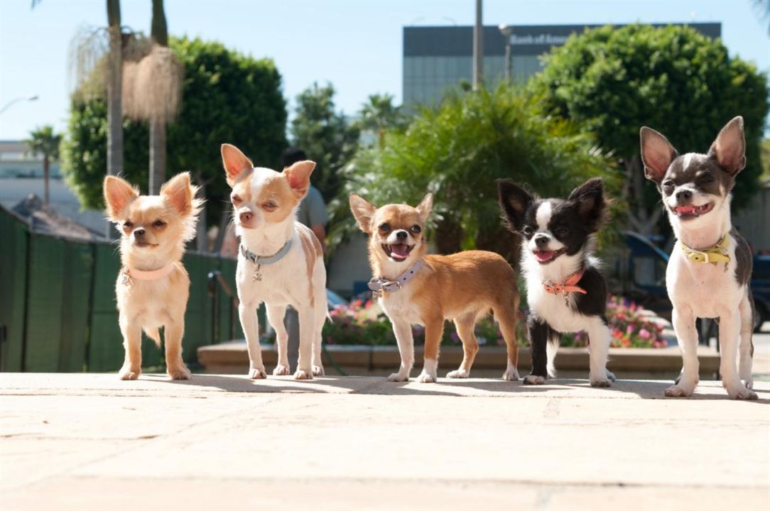 Beverly Hills Chihuahua 2 : Bild Alex Zamm