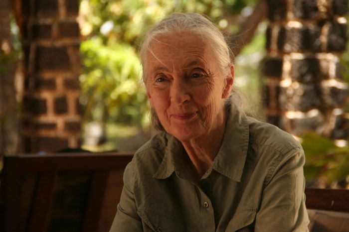 Jane's Journey - Die Lebensreise der Jane Goodall : Bild