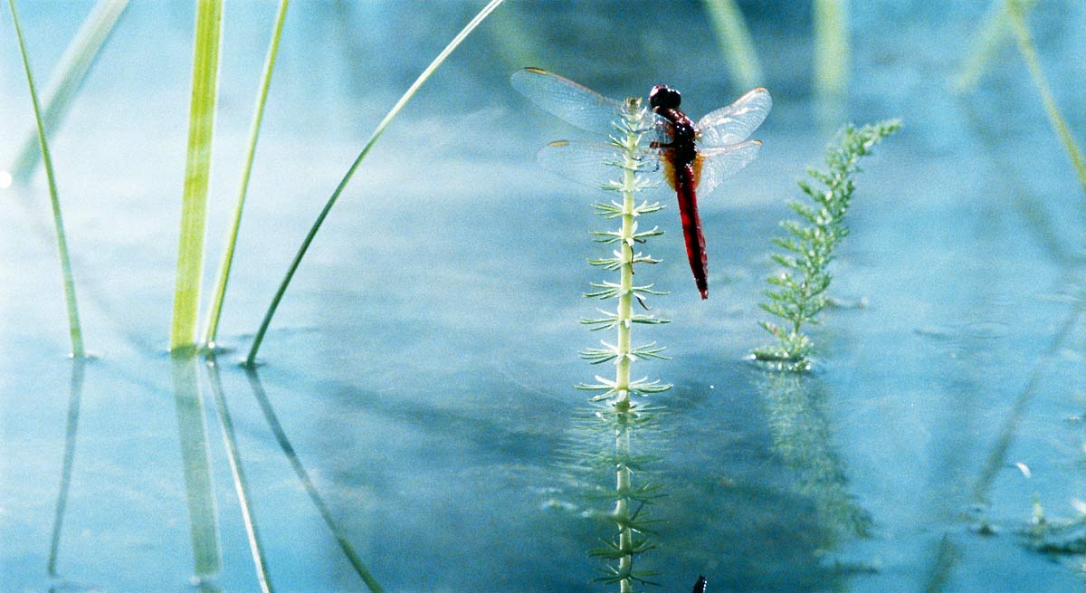 Das Wunder der Natur : Bild Marie Pérennou, Claude Nuridsany