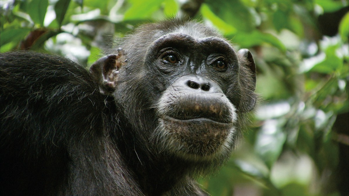 Schimpansen : Bild
