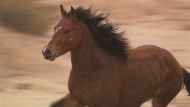 Wild Horse, Wild Ride : Bild