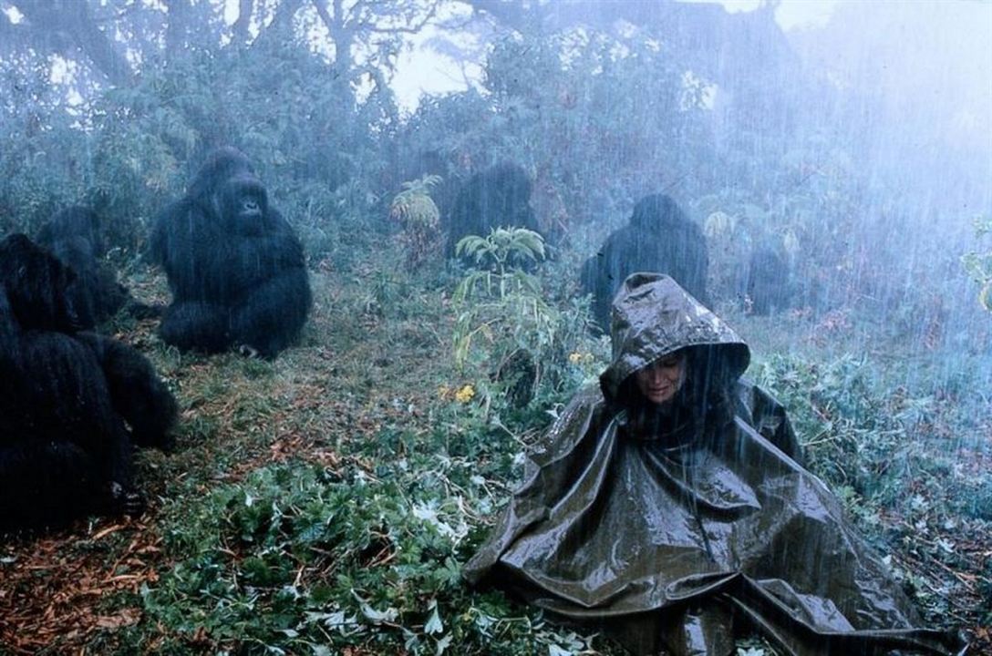 Gorillas im Nebel : Bild Sigourney Weaver