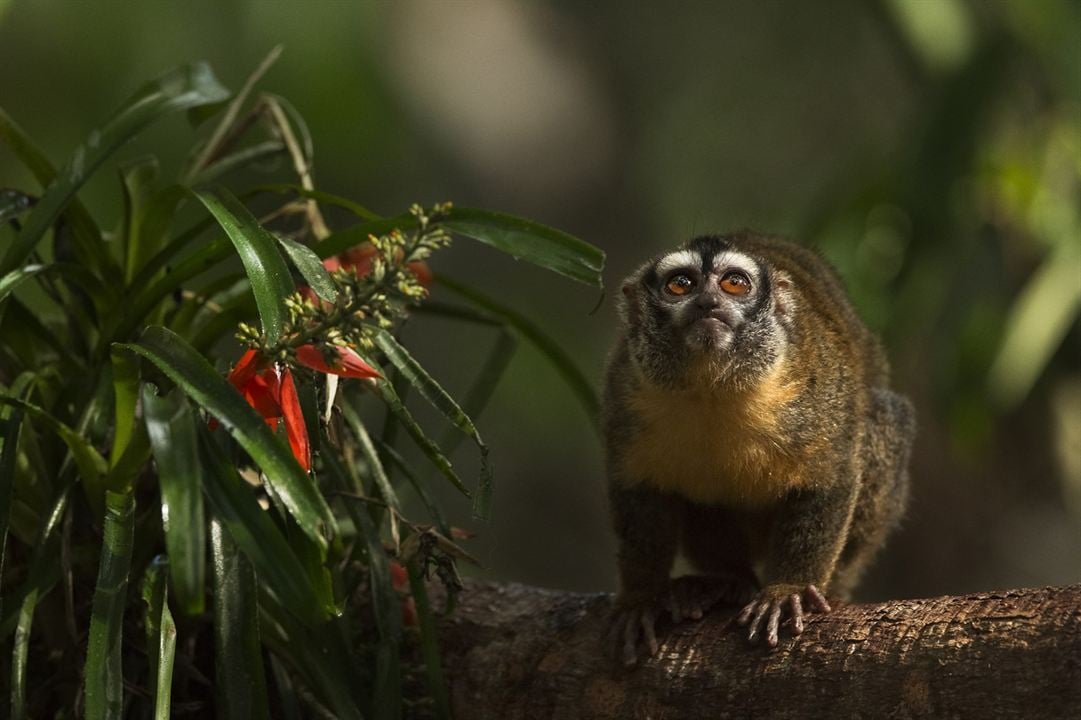 Amazonia - Abenteuer im Regenwald : Bild