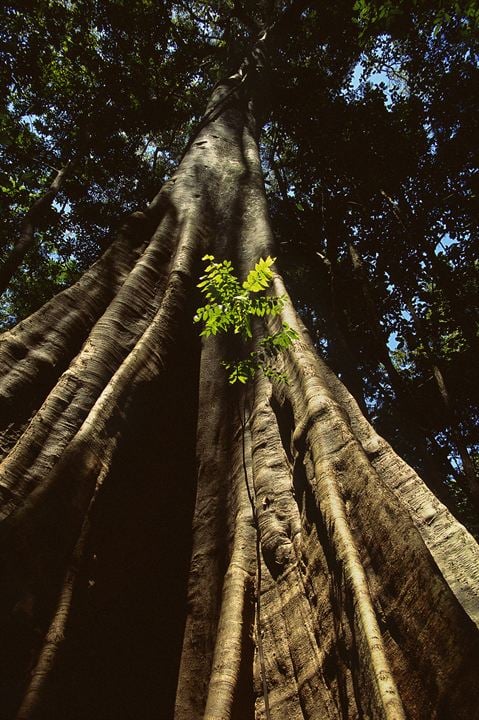 Amazonia - Abenteuer im Regenwald : Bild