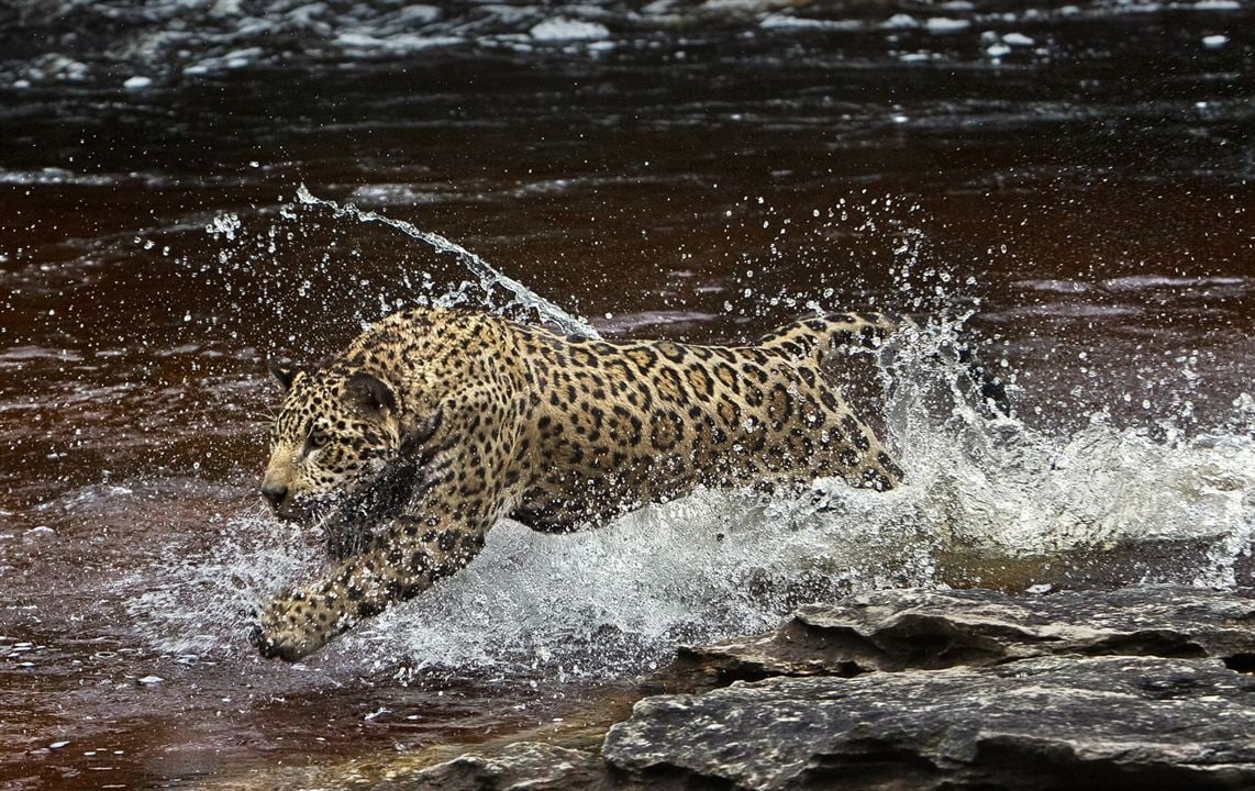 Amazonia - Abenteuer im Regenwald : Bild