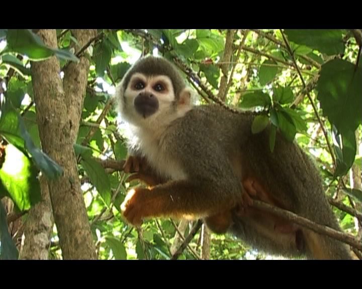 Chaparri, les sept ours de la montagne sacrée : Bild