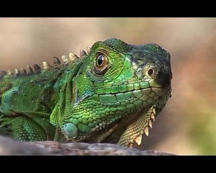 Chaparri, les sept ours de la montagne sacrée : Bild