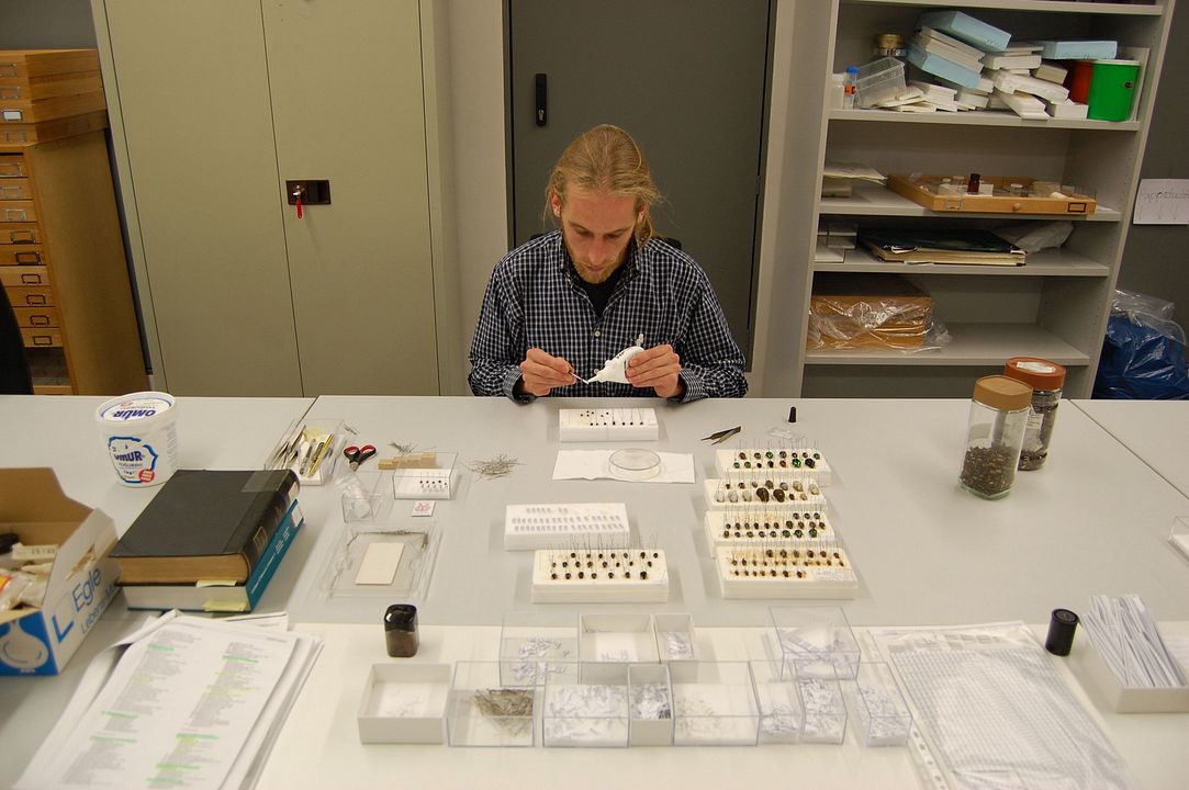 Vom Ordnen der Dinge : Bild