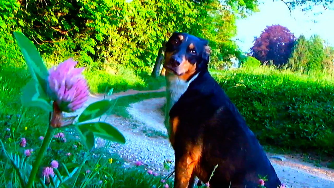 Goodbye To Language : Bild