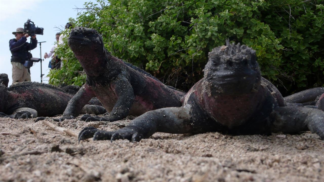 The Galapagos Affair: Satan Came To Eden : Bild