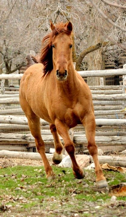 Herzenssache - Ein Pferd für die ganze Familie : Bild