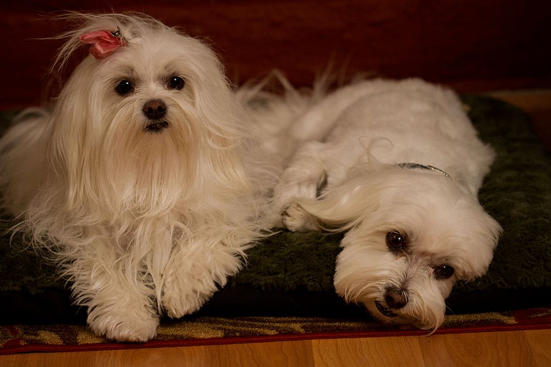 Die Drei Hundketiere retten Weihnachten : Bild