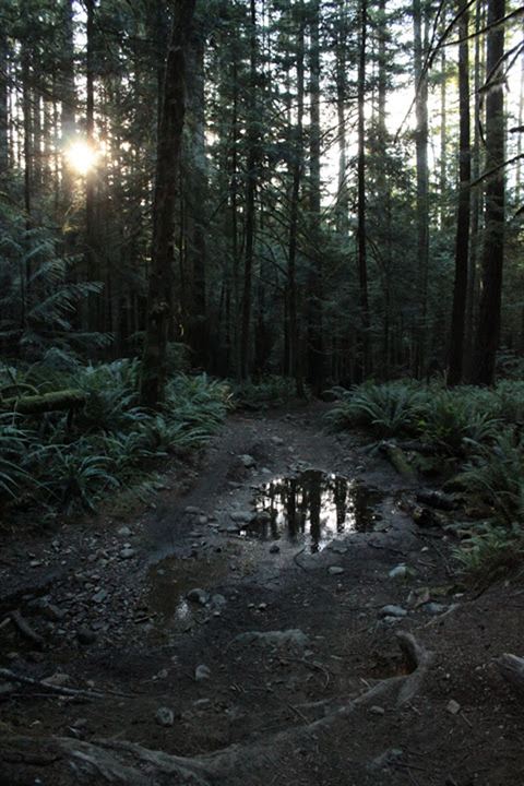 Au cœur de la forêt du Sasquatch : Bild
