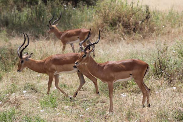 The Hadza: Last of the First : Bild