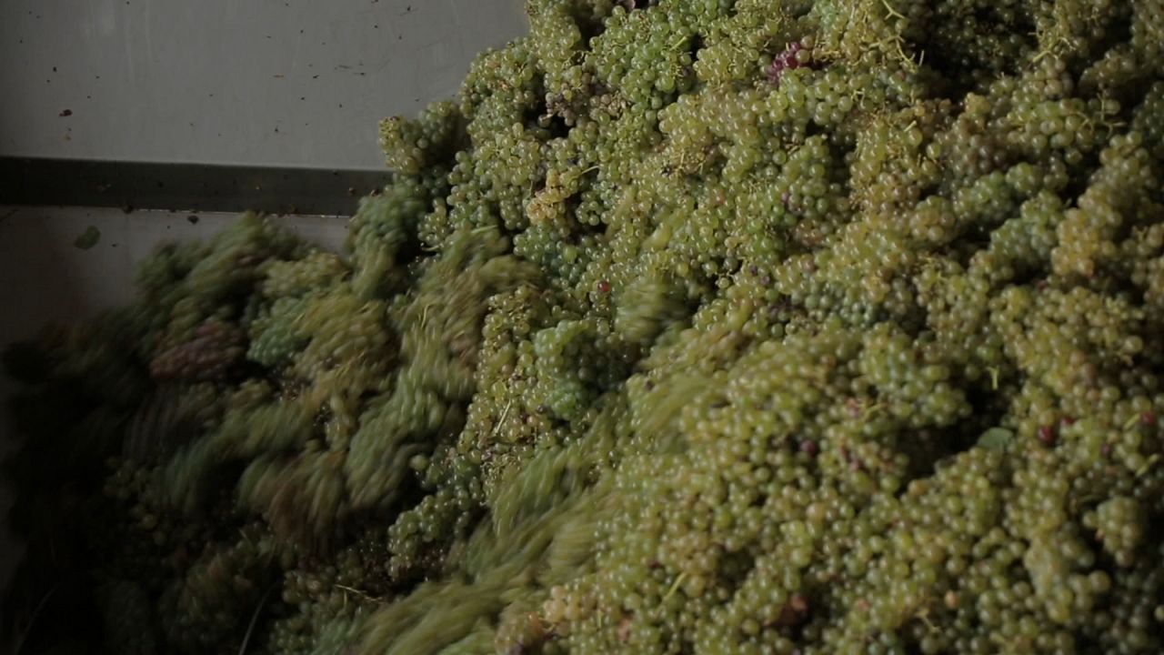 Von Trauben und Menschen : Bild