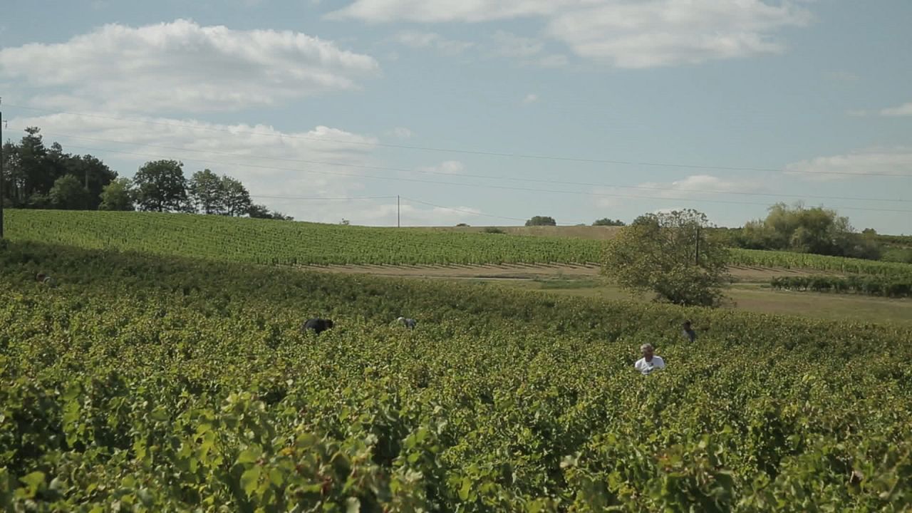 Von Trauben und Menschen : Bild