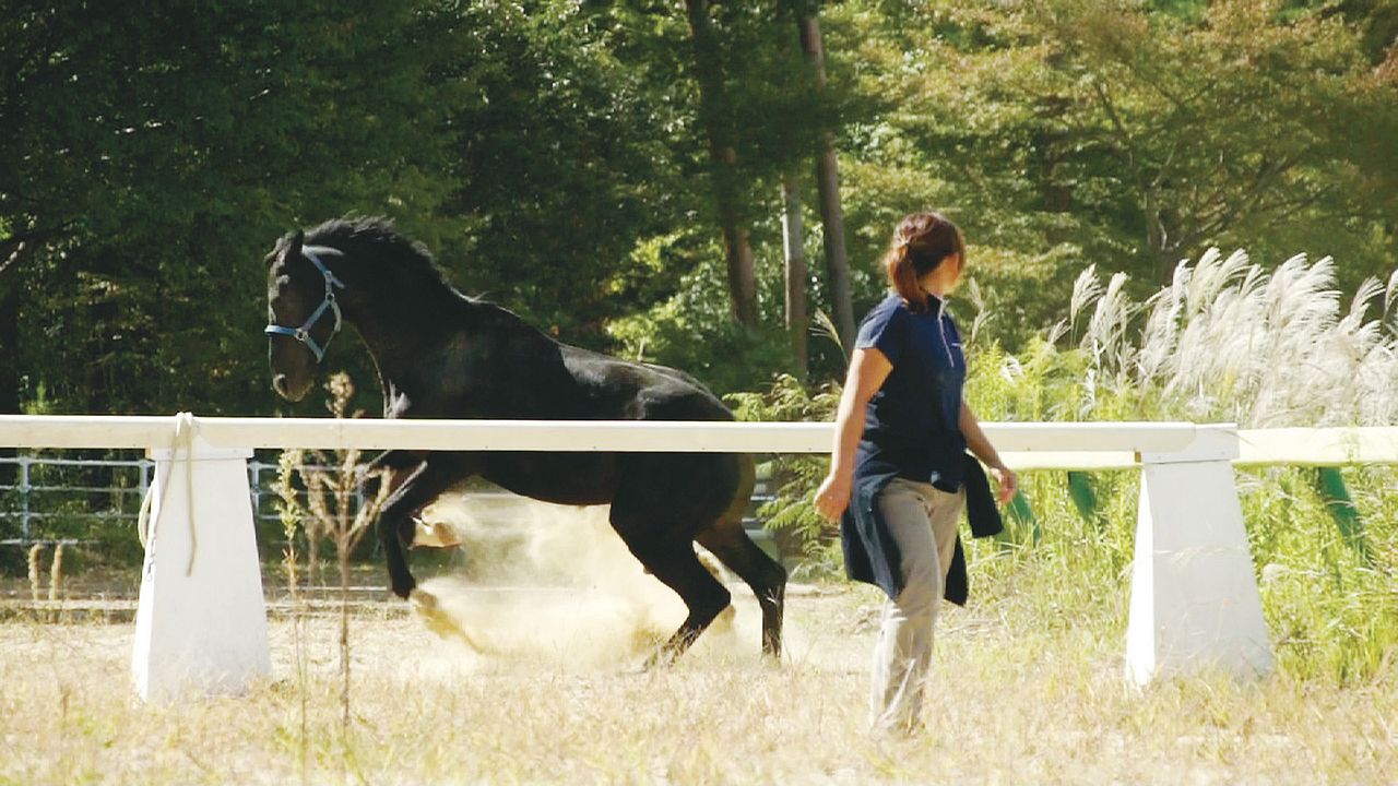 The Horses of Fukushima : Bild