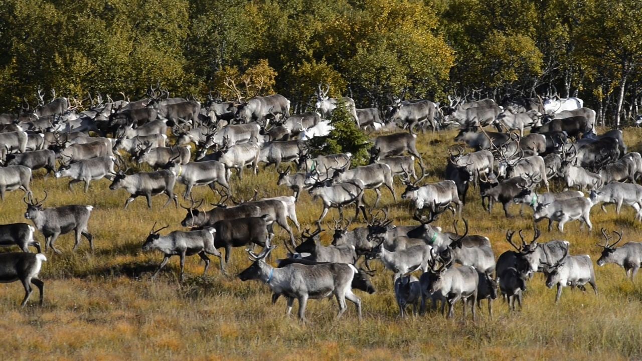 Die Hüter der Tundra : Bild