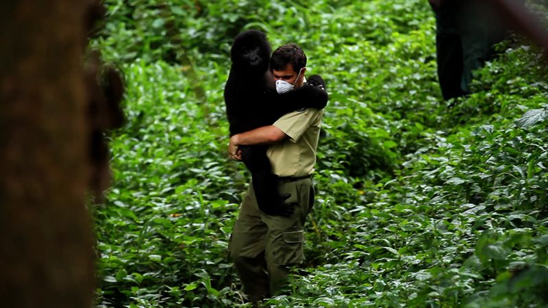 Virunga : Bild