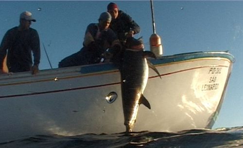 Rabo de Peixe : Bild