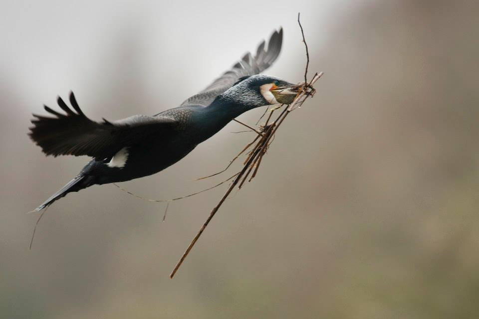 Die neue Wildnis - Große Natur in einem kleinen Land : Bild