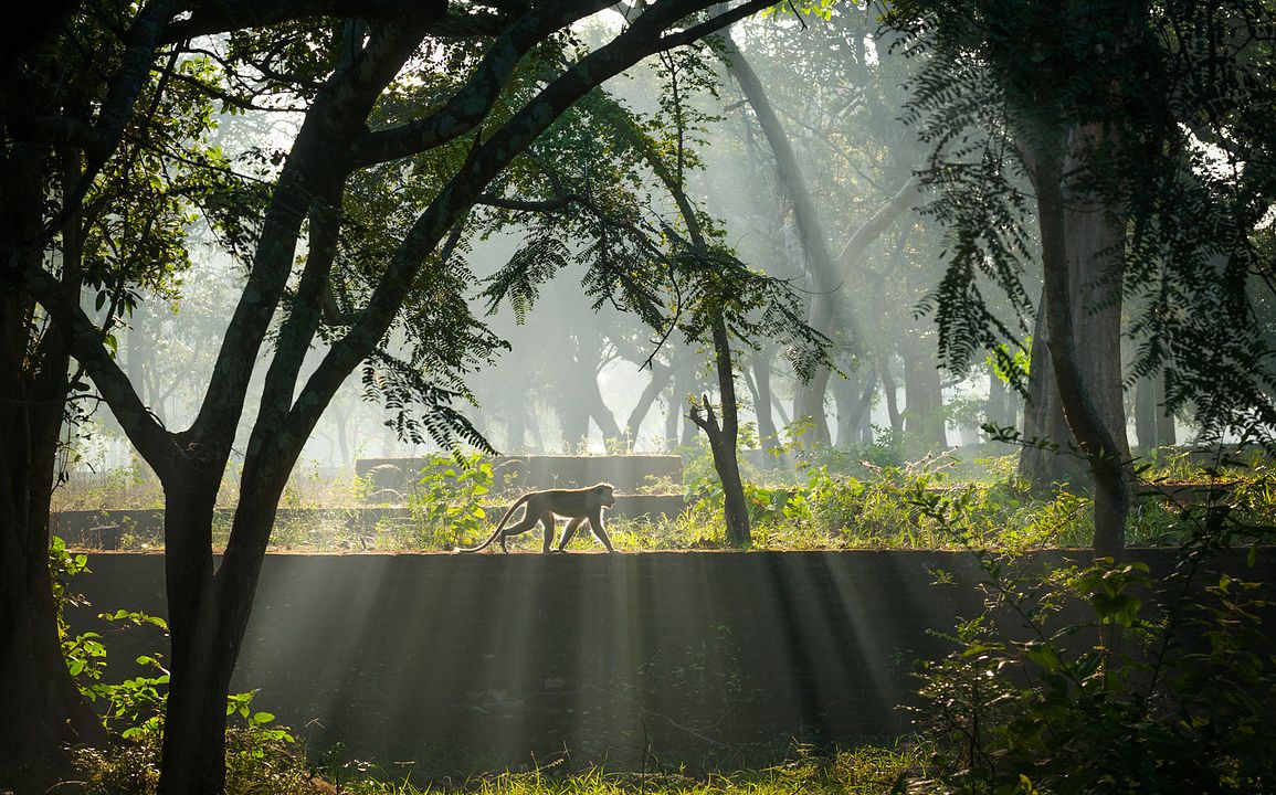 Im Reich der Affen : Bild