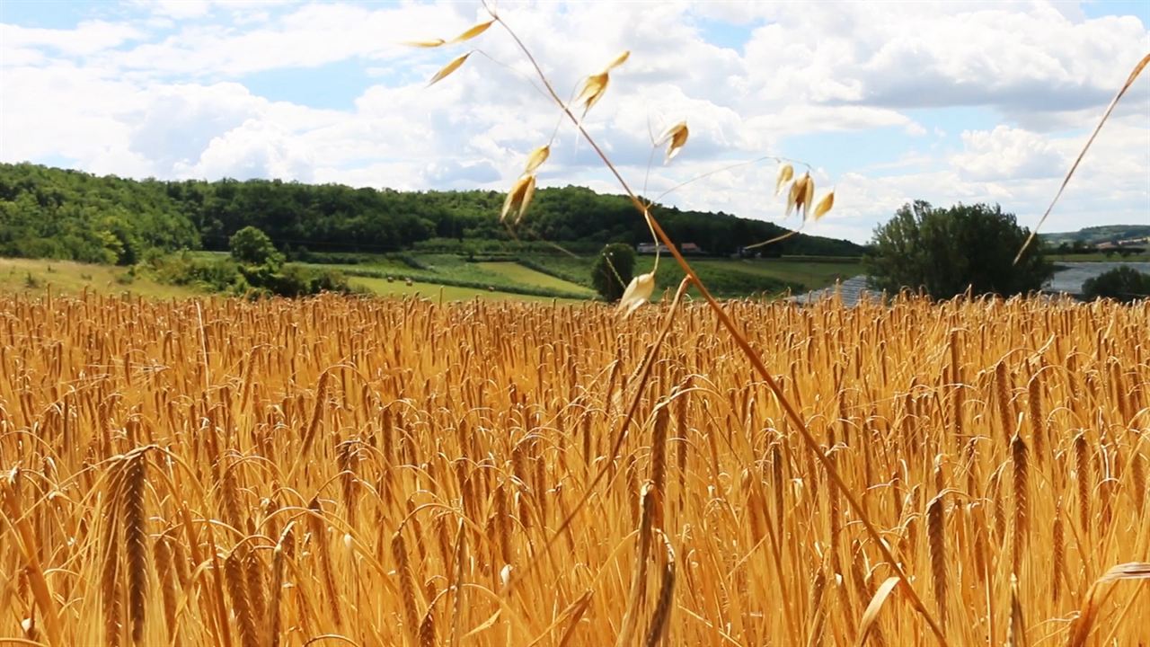 Camino de Santiago : Bild