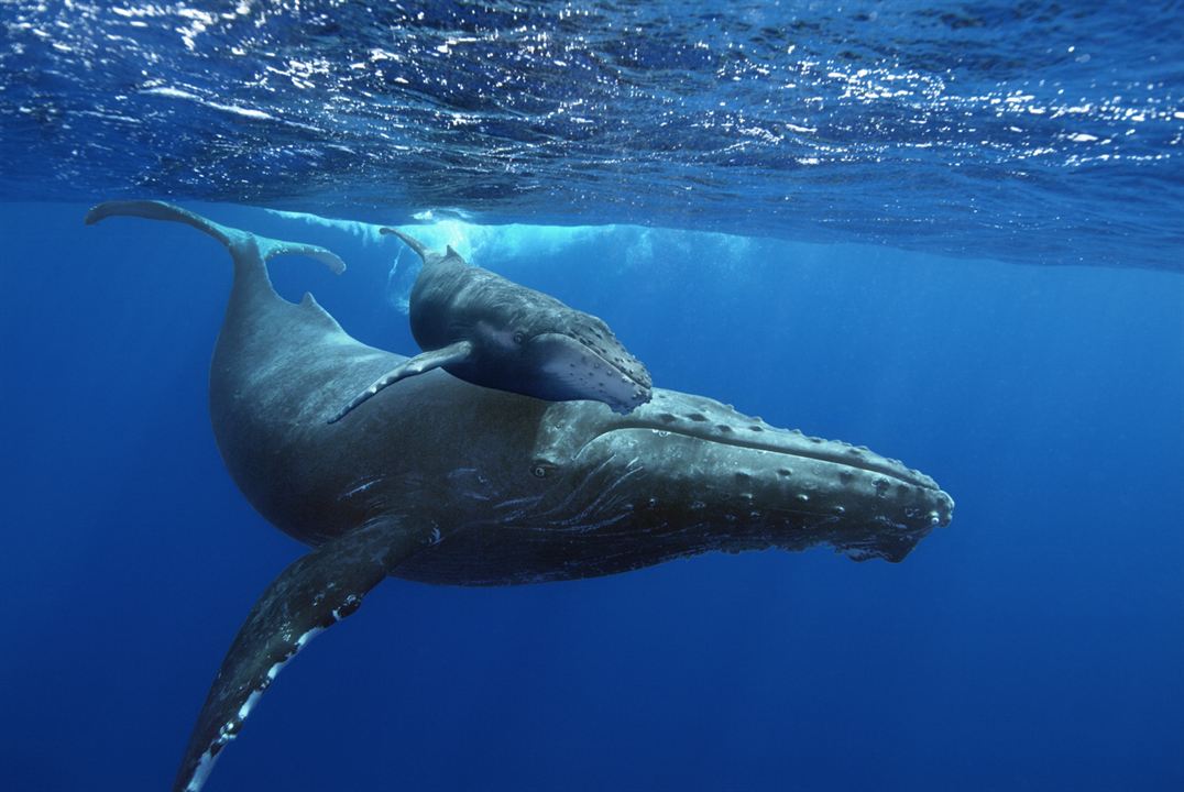 Humpback Whales - Buckelwale im Pazifik : Bild