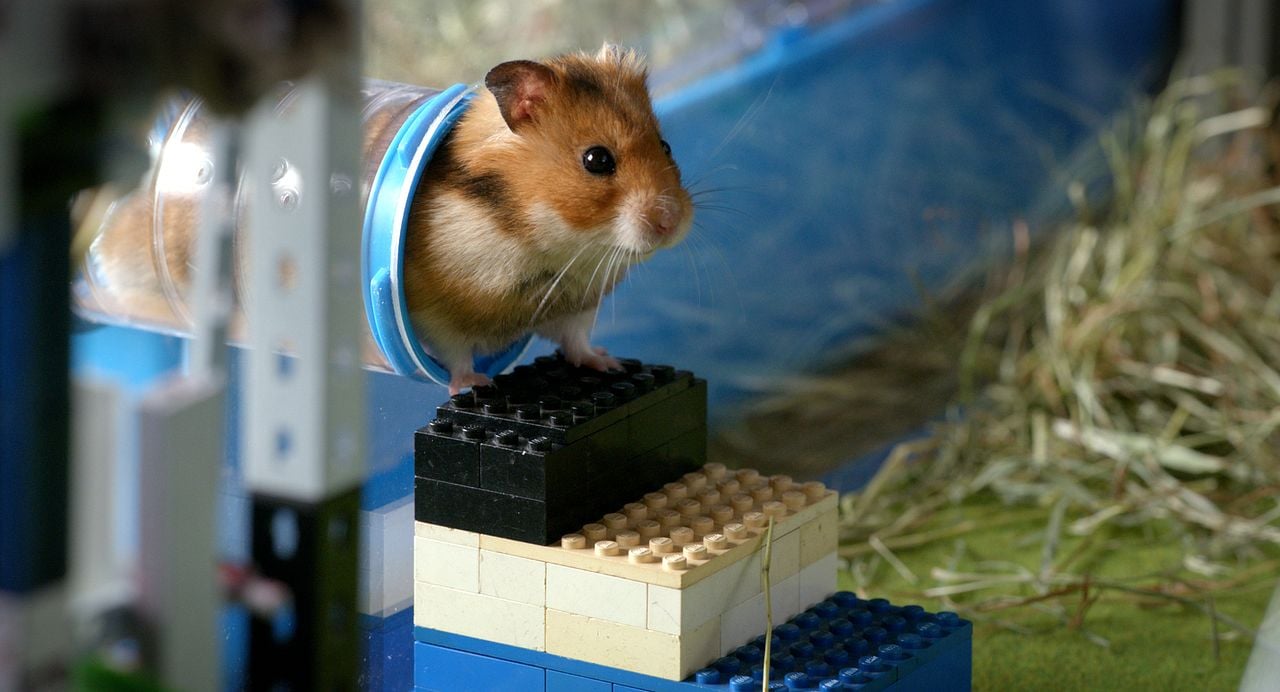 Rettet Raffi! : Bild