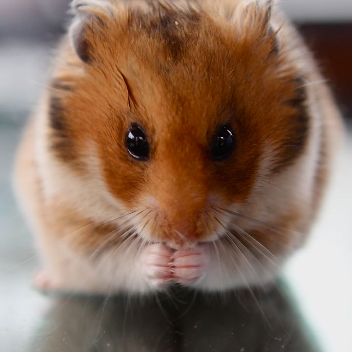 Rettet Raffi! : Bild