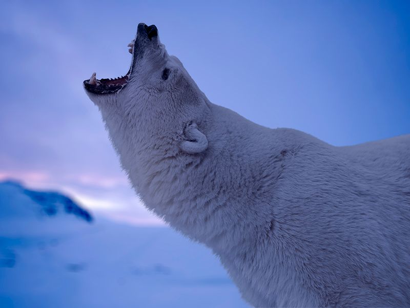 Operation Arktis : Bild