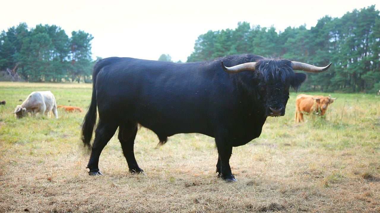 3000 Grad - Von Wustrow nach Paris : Bild