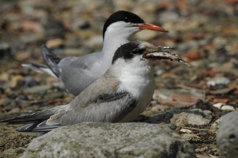 Birds & People - Ganz verrückt auf Vögel : Bild