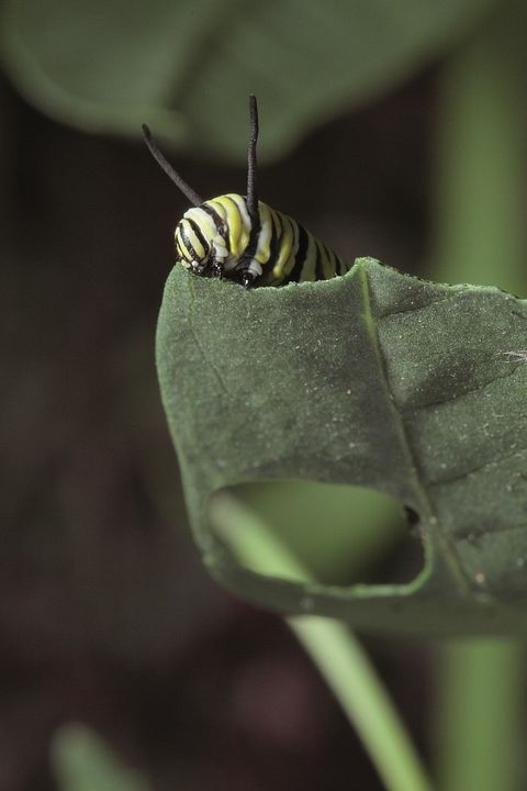 Flug der Schmetterlinge : Bild