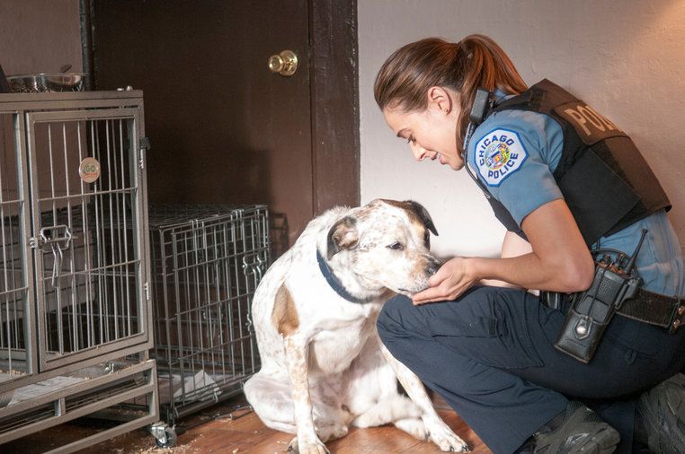 Chicago PD : Bild Marina Squerciati