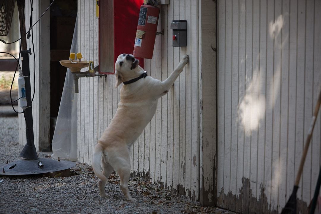 Ein Hund rettet Ostern : Bild