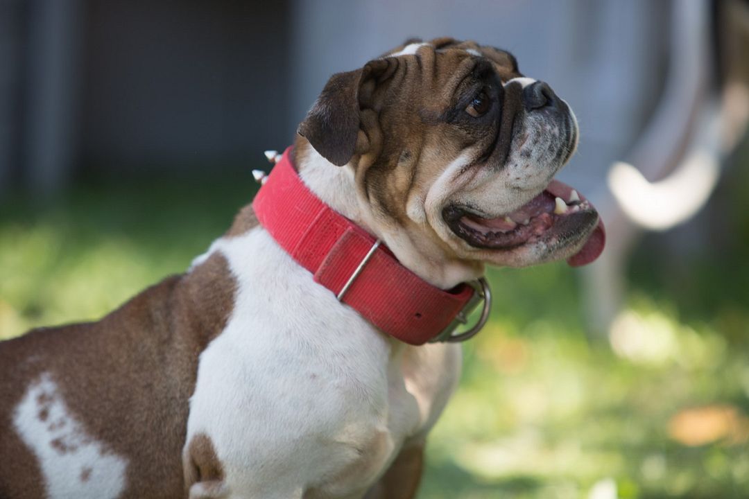 Ein Hund rettet Ostern : Bild