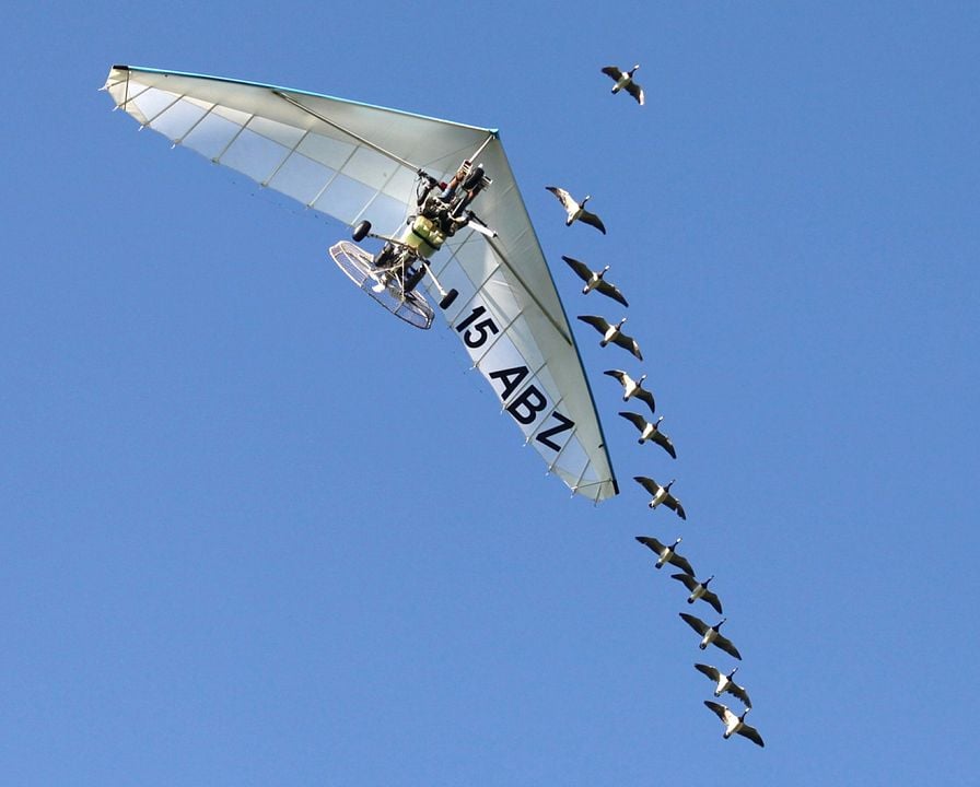 Der mit den Gänsen fliegt : Bild