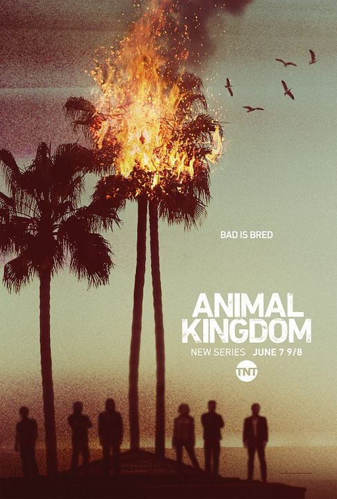 Animal Kingdom : Kinoposter