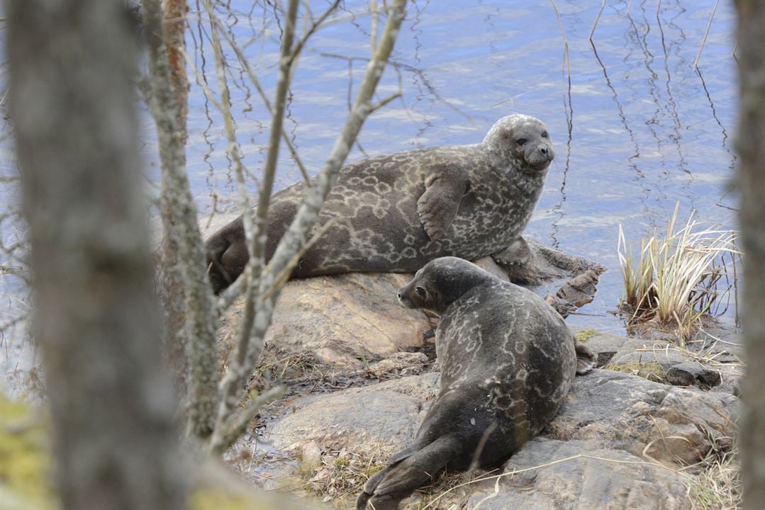 Der magische See - Tale Of A Lake : Bild