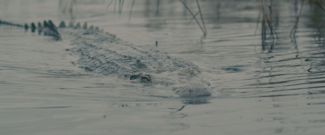 The Hatching - Die Natur beißt zurück : Bild