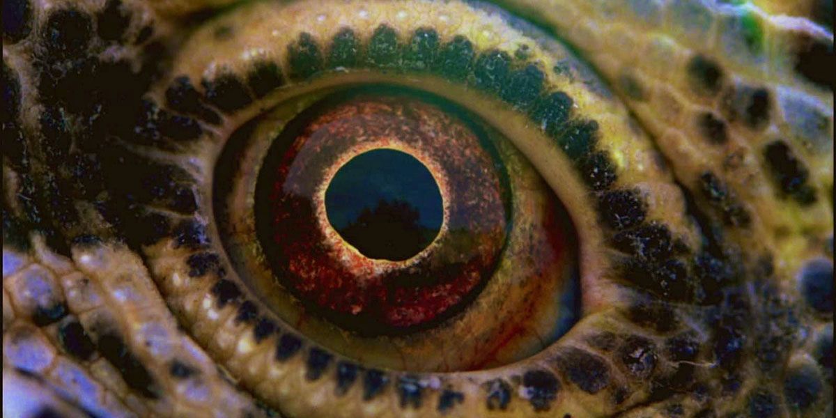 Voyage of Time: Life's Journey : Bild