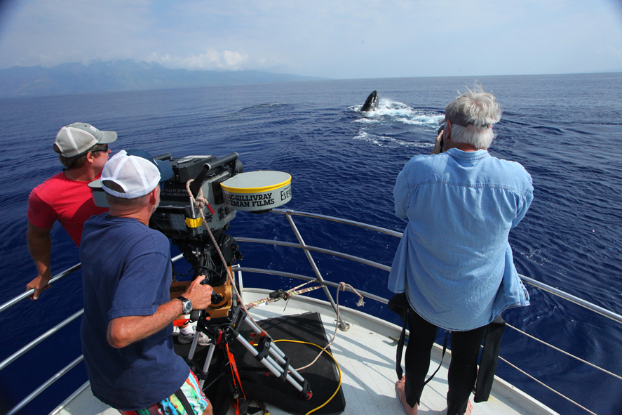 Humpback Whales - Buckelwale im Pazifik : Bild