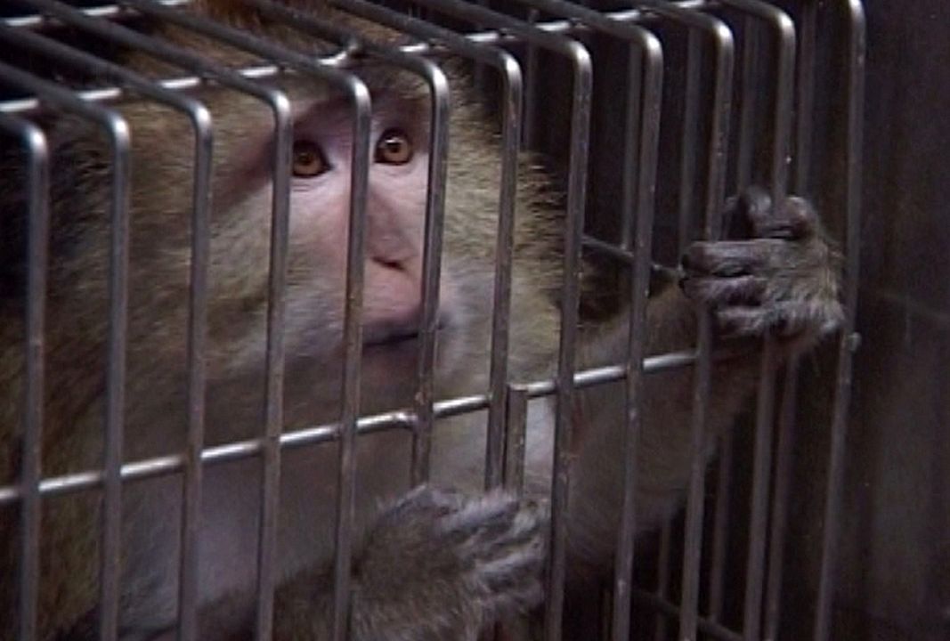 Im Namen der Tiere : Bild