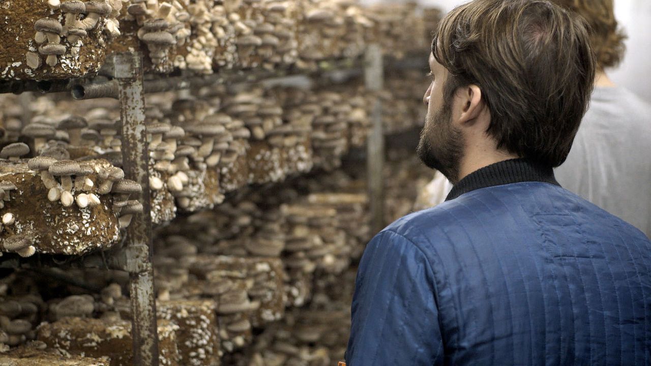 Ants on a Shrimp : Bild