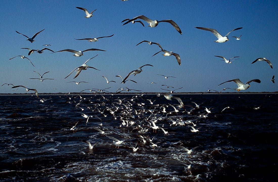 Wildes Niedersachsen - Zwischen Wattenmeer, Heide und Harz : Bild
