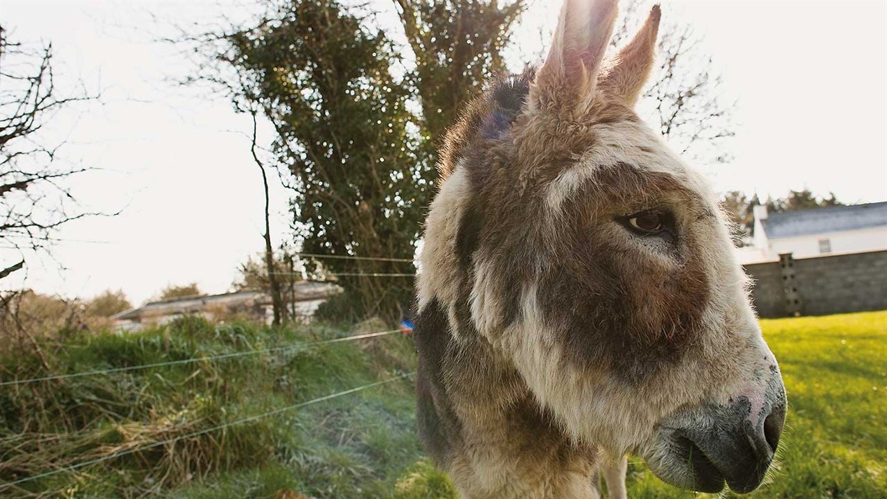 Do Donkeys Act? : Bild