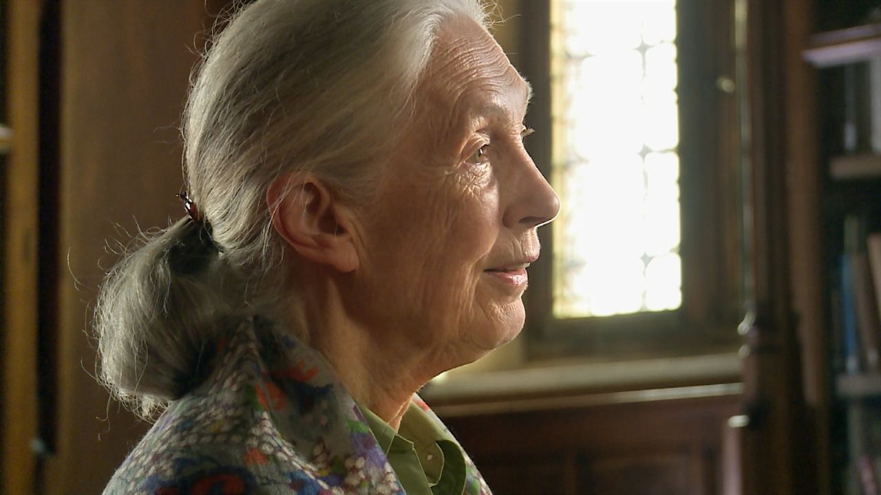 Code of Survival - Die Geschichte vom Ende der Gentechnik : Bild Jane Goodall